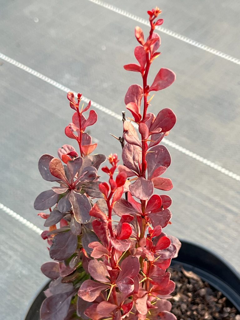 Барбарис Тунберга 'Хелмонд Пиллар' – Berberis thunb. 'Helmond Pillar'