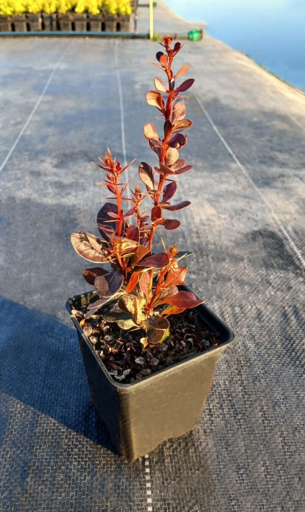 Барбарис Тунберга 'Хелмонд Пиллар' – Berberis thunb. 'Helmond Pillar'