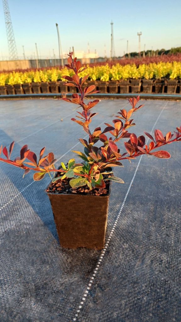 Барбарис Тунберга 'Кармен' - Berberis thunb. 'Carmen'