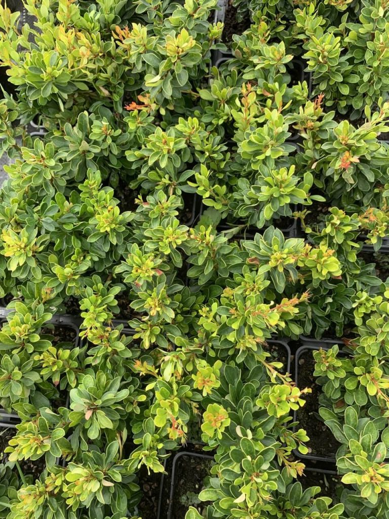 Барбарис Тунберга 'Кобольд' – Berberis thunb. 'Kobold'