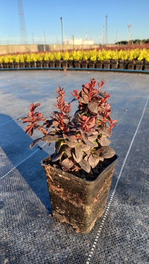 Барбарис тунберга 'Конкорд' – Berberis thunb. 'Concorde'