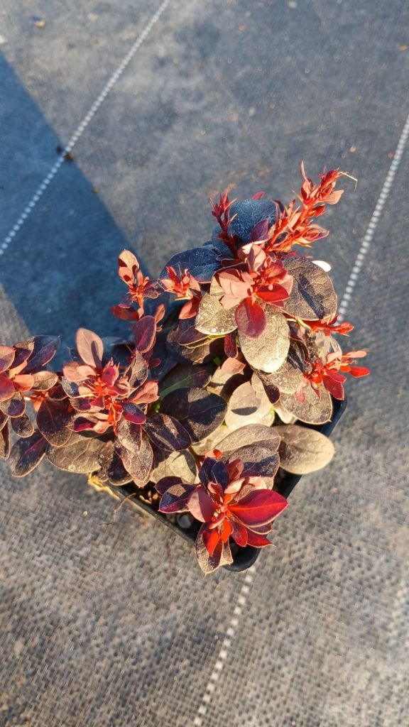 Барбарис тунберга 'Конкорд' – Berberis thunb. 'Concorde'
