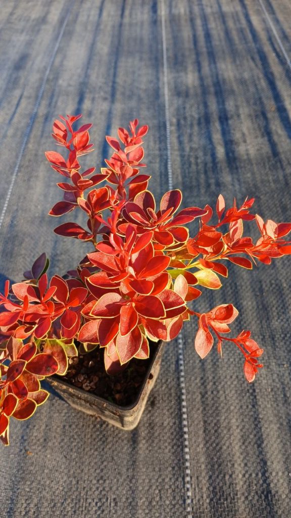 Барбарис Тунберга 'Корал' – Berberis thunb. 'Coral'