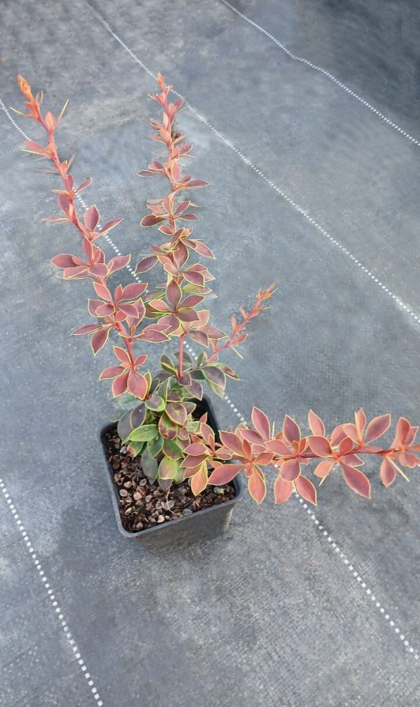 Барбарис тунберга 'Коронита' – Berberis thunb. 'Coronita'