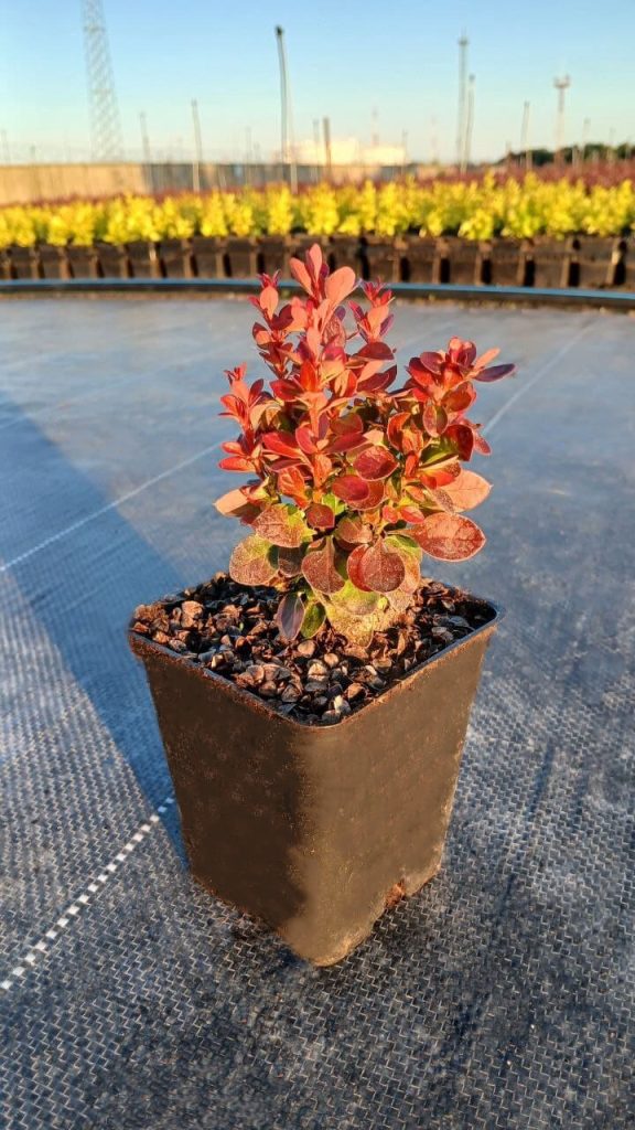 Барбарис Тунберга 'Лютен Руж' – Berberis thunb. 'Lutin Rouge'