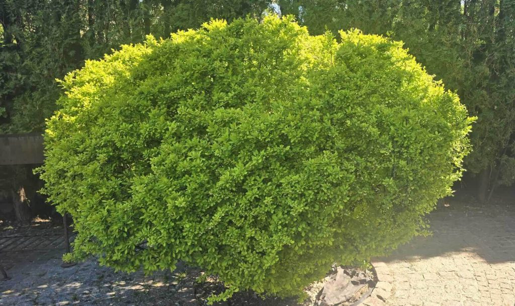 Барбарис Тунберга 'Мария' - Berberis thunb. 'Maria'