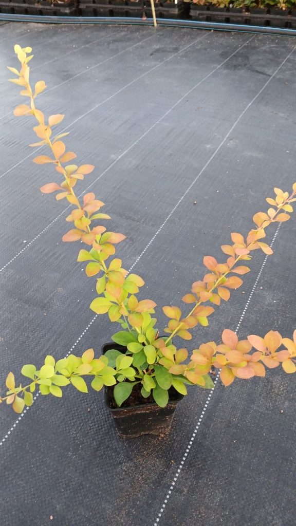 Барбарис Тунберга 'Мария' - Berberis thunb. 'Maria'