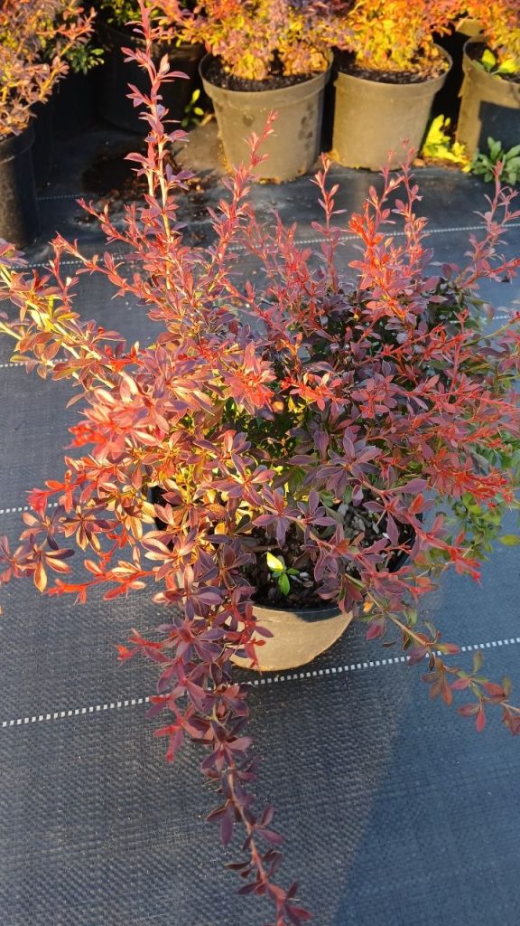 Барбарис Тунберга 'Оранж Дрим' – Berberis thunb. 'Orange Dream'
