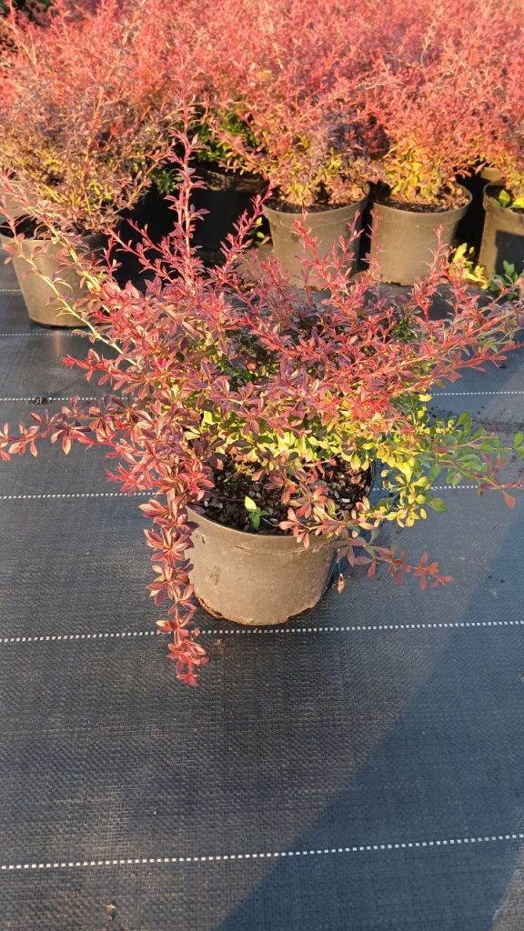 Барбарис Тунберга 'Оранж Дрим' – Berberis thunb. 'Orange Dream'