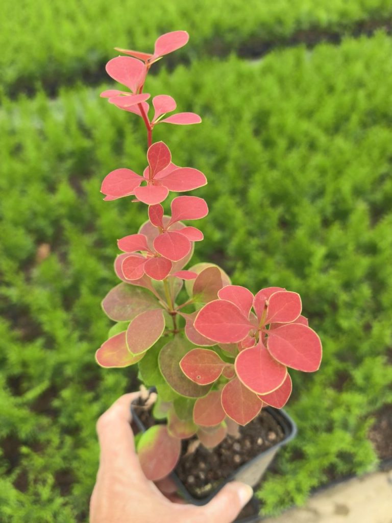 Барбарис Тунберга 'Оранж Санрайз' – Berberis thunb. 'Orange Sunrise'