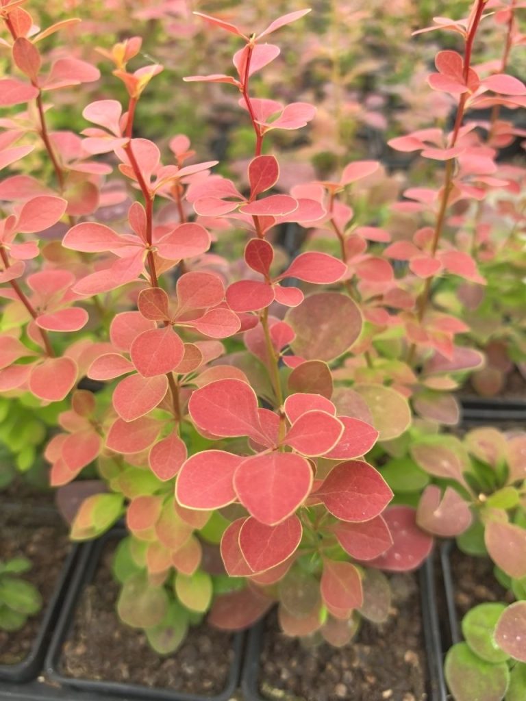 Барбарис Тунберга 'Оранж Санрайз' – Berberis thunb. 'Orange Sunrise'