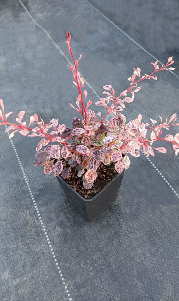 Барбарис Тунберга 'Пинк Бёрд' – Berberis thunb. 'Pink Bird' PBR ®