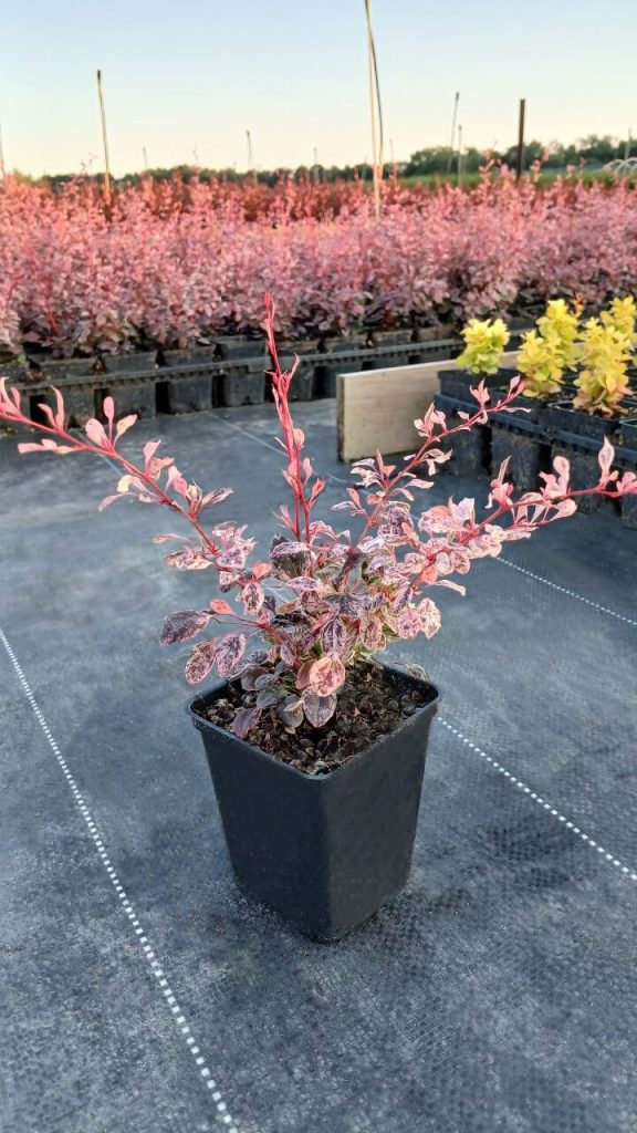 Барбарис Тунберга 'Пинк Бёрд' – Berberis thunb. 'Pink Bird' PBR ®
