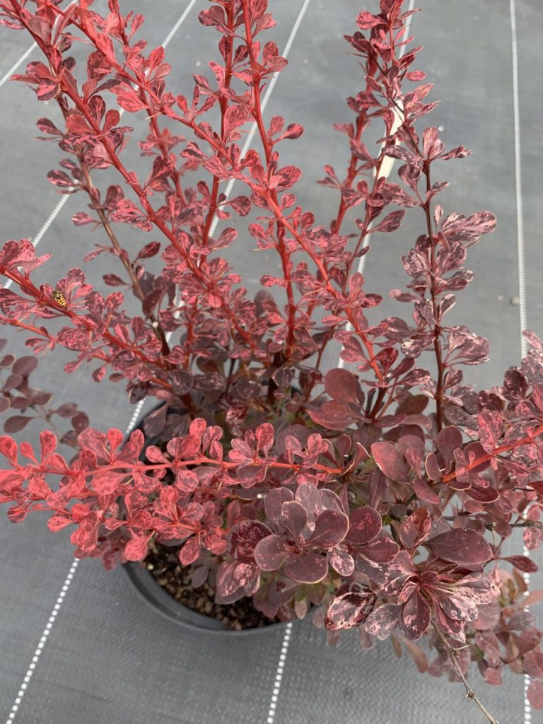 Барбарис Тунберга 'Пинк Квин' – Berberis thunb. 'Pink Queen'