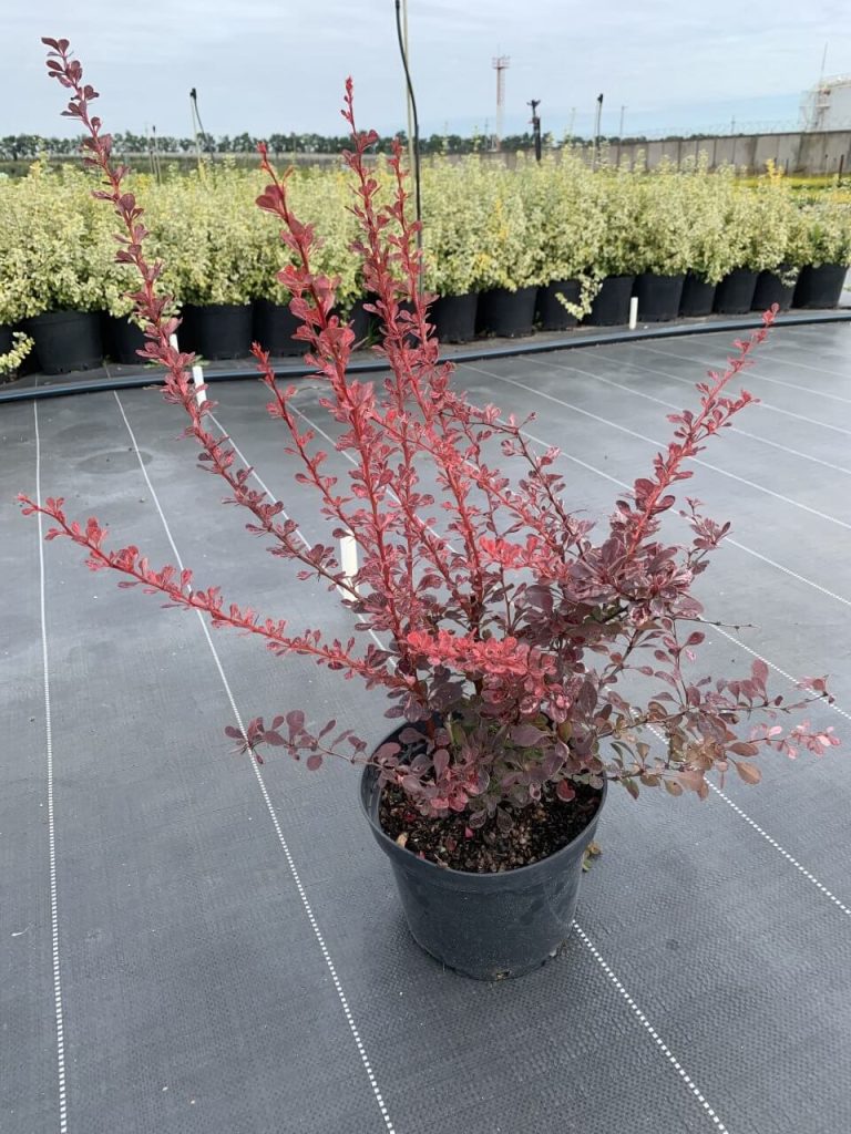 Барбарис Тунберга 'Пинк Квин' – Berberis thunb. 'Pink Queen'