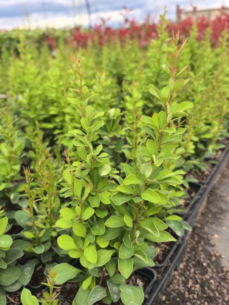 Барбарис Тунберга 'Поувов' – Berberis thunb. 'Powwow'