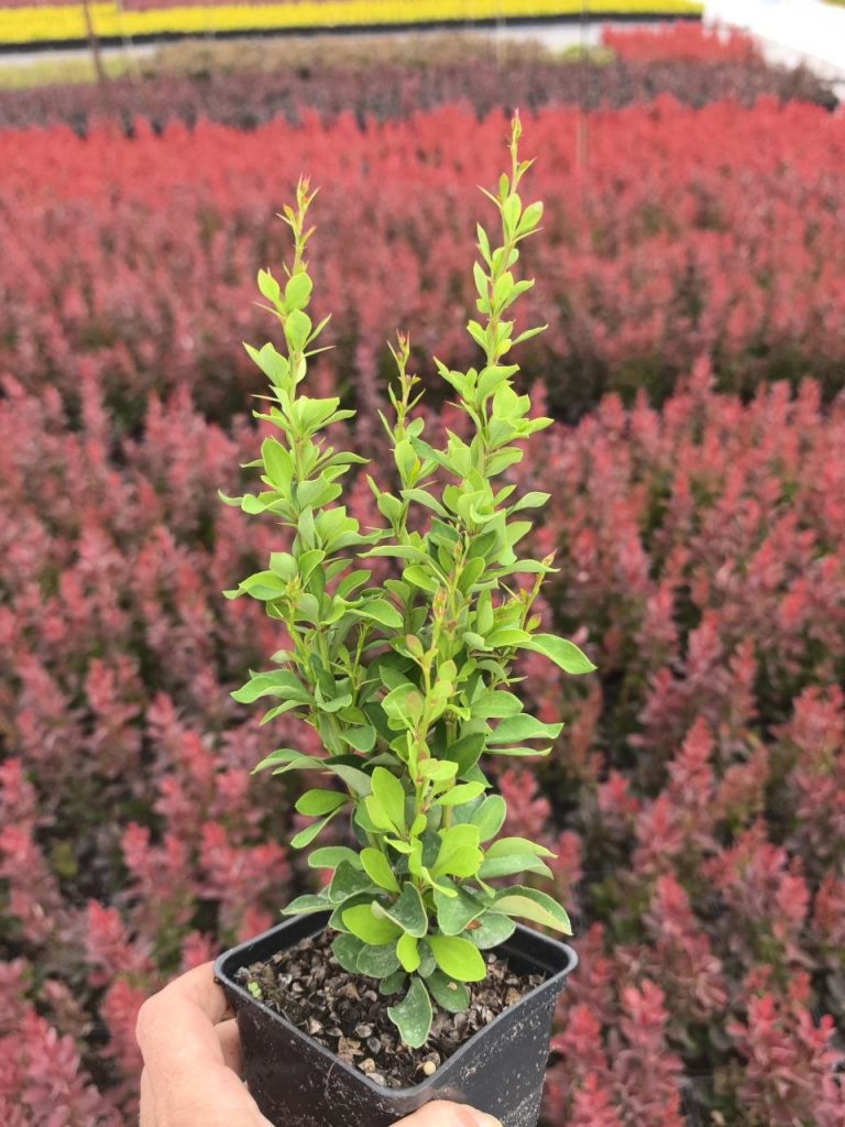 Барбарис Тунберга 'Поувов' – Berberis thunb. 'Powwow'