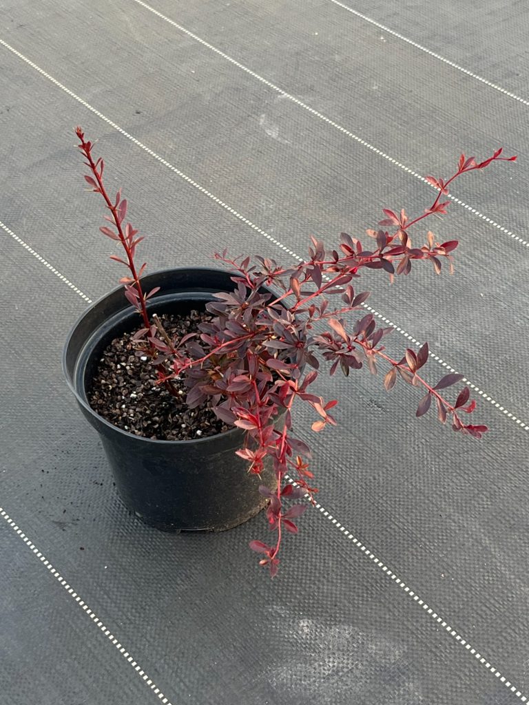 Барбарис Тунберга 'Ред Чиф' – Berberis thunb. 'Red Chief'