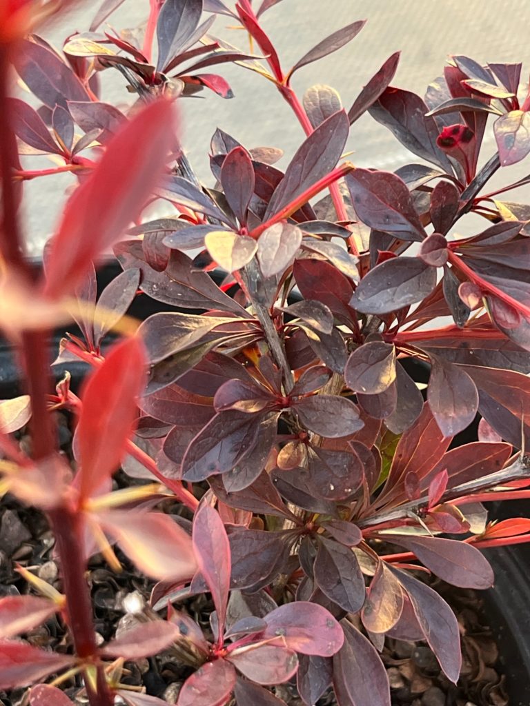 Барбарис Тунберга 'Ред Чиф' – Berberis thunb. 'Red Chief'
