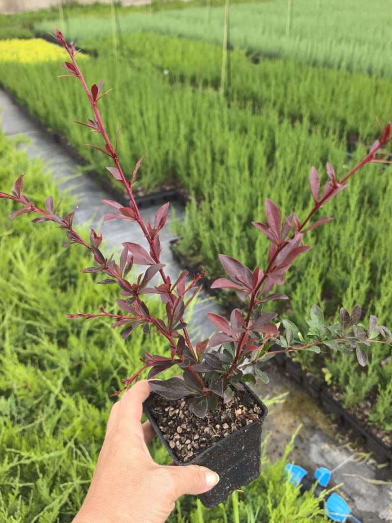 Барбарис Тунберга 'Ред Чиф' – Berberis thunb. 'Red Chief'
