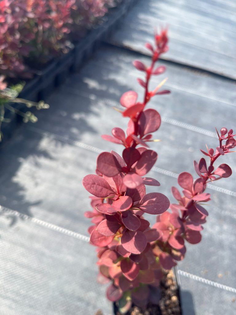 Барбарис Тунберга 'Ред Пиллар' – Berberis thunb. 'Red Pillar'