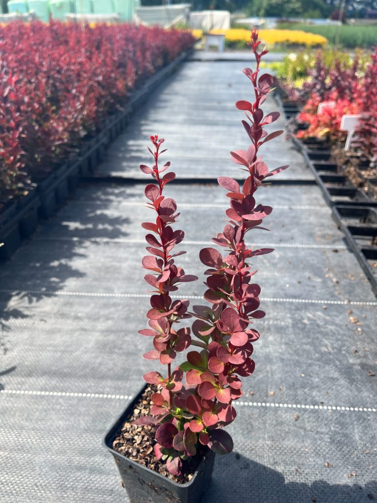 Барбарис Тунберга 'Ред Пиллар' – Berberis thunb. 'Red Pillar'