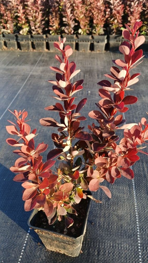 Барбарис Тунберга 'Ред Рокет' – Berberis thunb. 'Red Rocket'