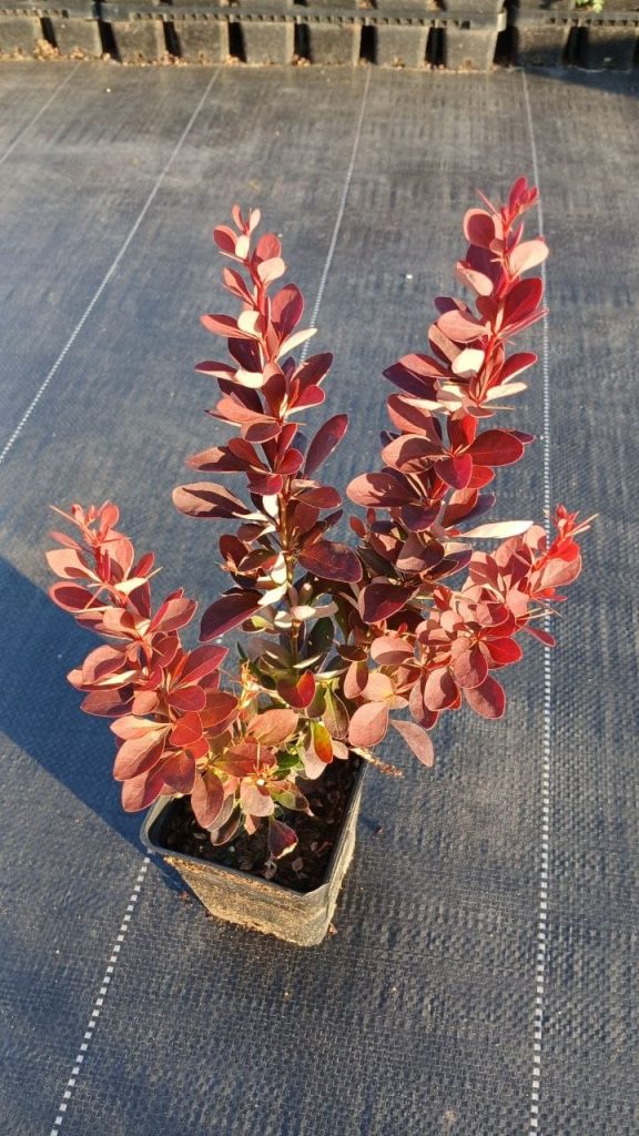 Барбарис Тунберга 'Ред Рокет' – Berberis thunb. 'Red Rocket'