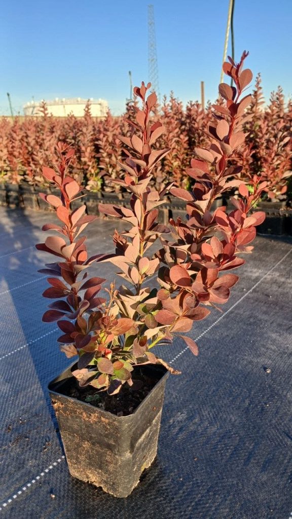 Барбарис Тунберга 'Ред Рокет' – Berberis thunb. 'Red Rocket'