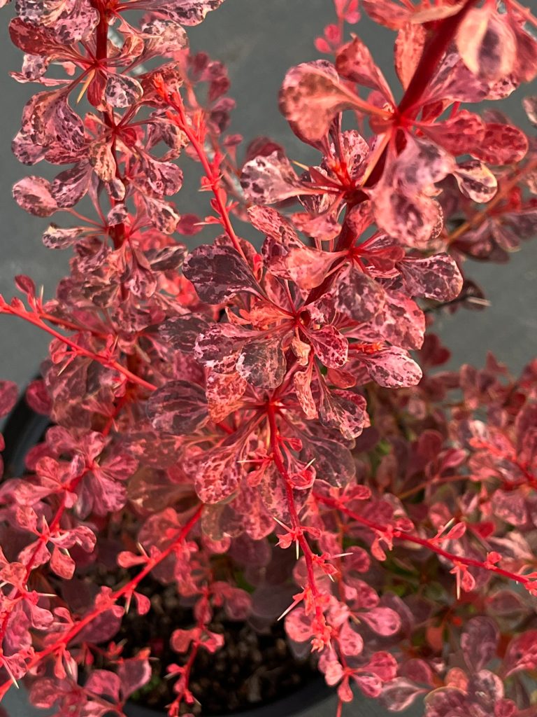 Барбарис тунберга 'Роуз Глоу' – Berberis thunb. 'Rose Glow'