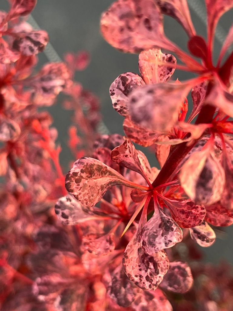 Барбарис тунберга 'Роуз Глоу' – Berberis thunb. 'Rose Glow'