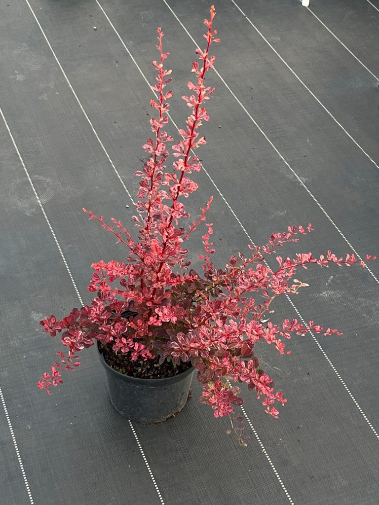 Барбарис тунберга 'Роуз Глоу' – Berberis thunb. 'Rose Glow'