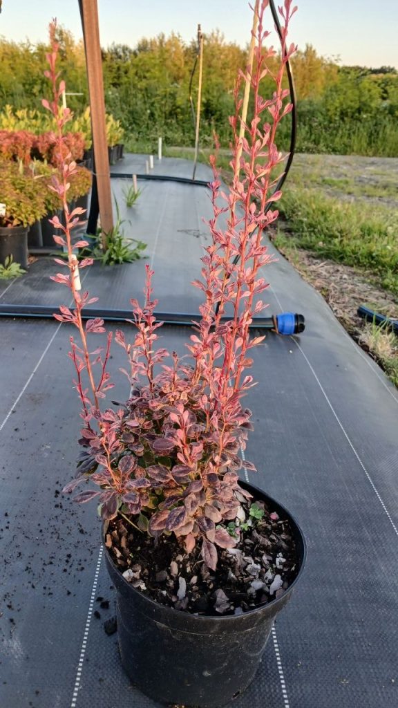 Барбарис Тунберга 'Рози Рокет' – Berberis thunb. 'Rosy Rocket'