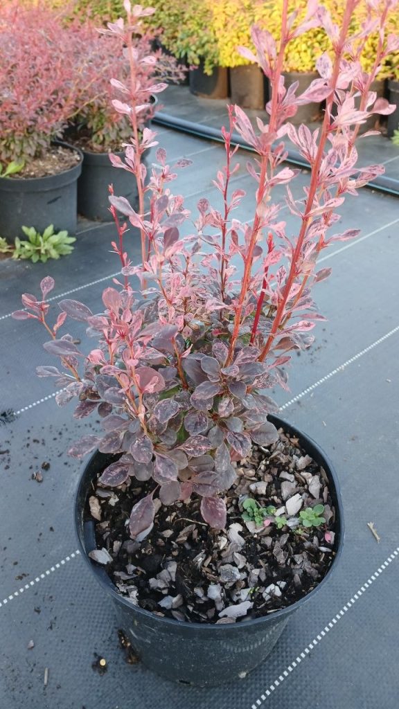 Барбарис Тунберга 'Рози Рокет' – Berberis thunb. 'Rosy Rocket'