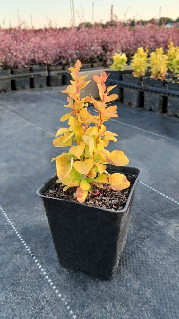 Барбарис Тунберга 'Саммер Сансет' – Berberis thunb. 'Summer Sunset'