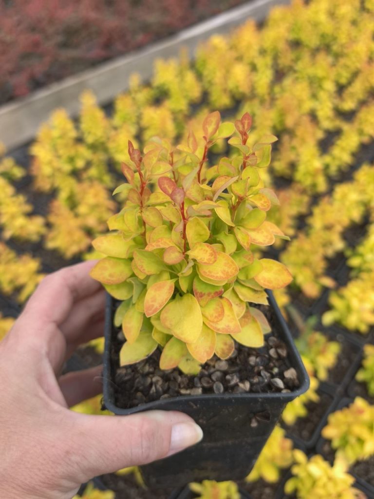 Барбарис Тунберга 'Саммер Сансет' – Berberis thunb. 'Summer Sunset'