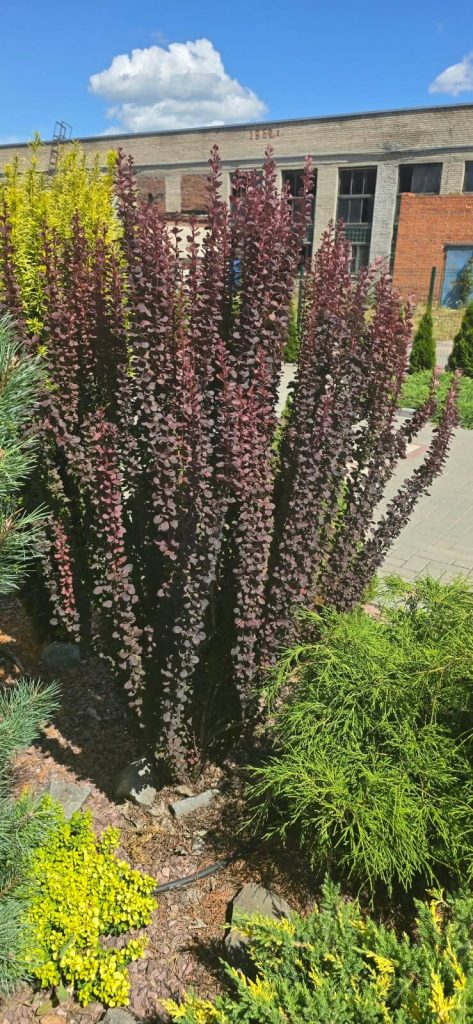 Барбарис Тунберга 'Шоколад Саммер' – Berberis thunbergii 'Chocolate Summer'