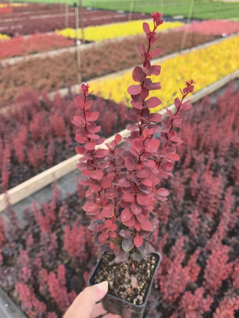 Барбарис Тунберга 'Шоколад Саммер' – Berberis thunbergii 'Chocolate Summer'