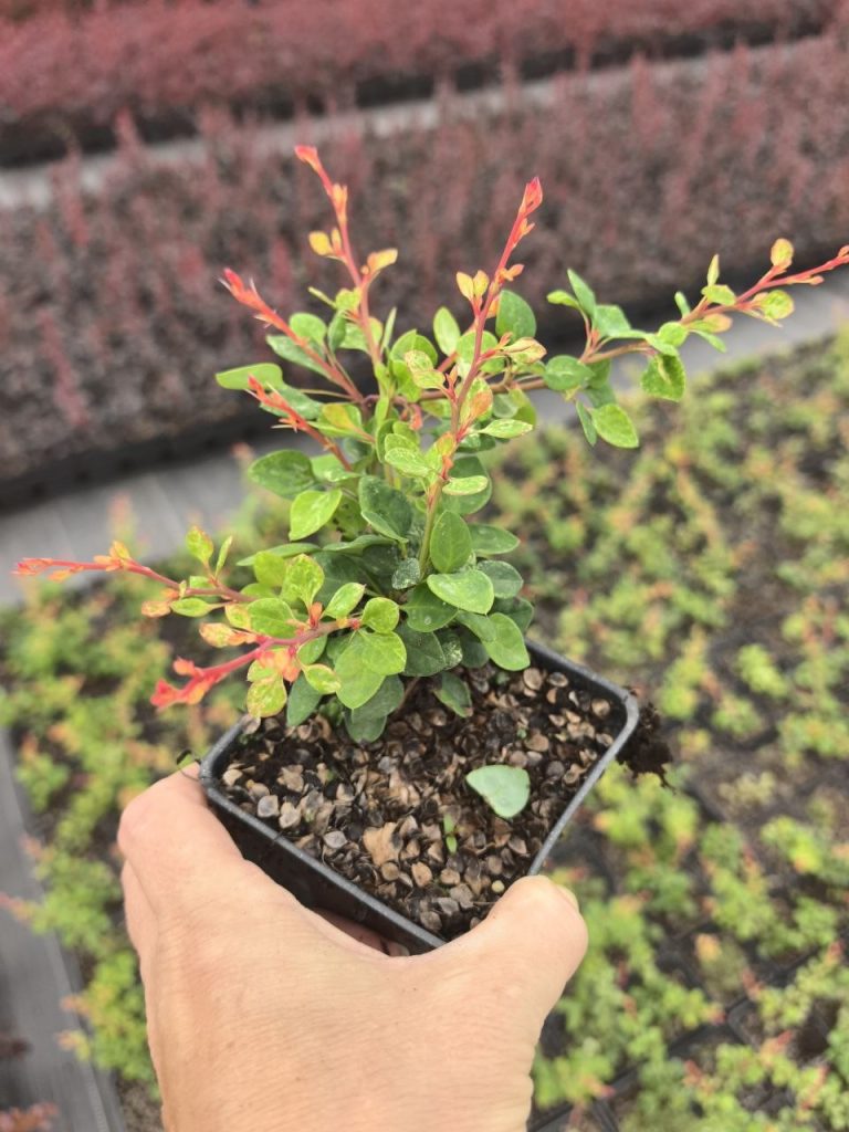 Барбарис Тунберга 'Сильвер Бьюти' – Berberis thunb. 'Silver Beauty'