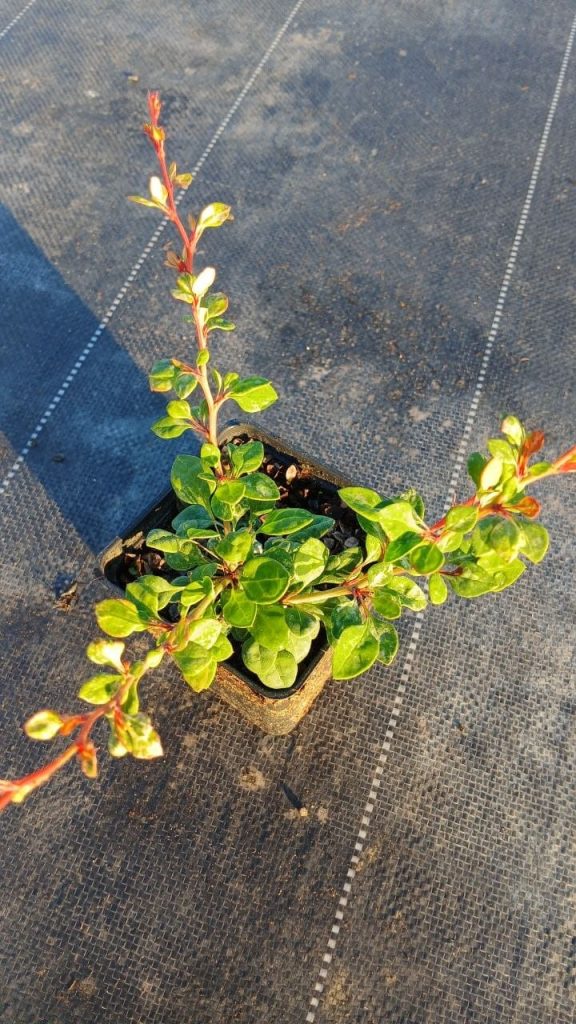 Барбарис Тунберга 'Сильвер Бьюти' – Berberis thunb. 'Silver Beauty'