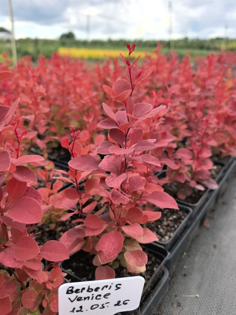 Барбарис Тунберга 'Венеция' – Berberis thunb. 'Venice'