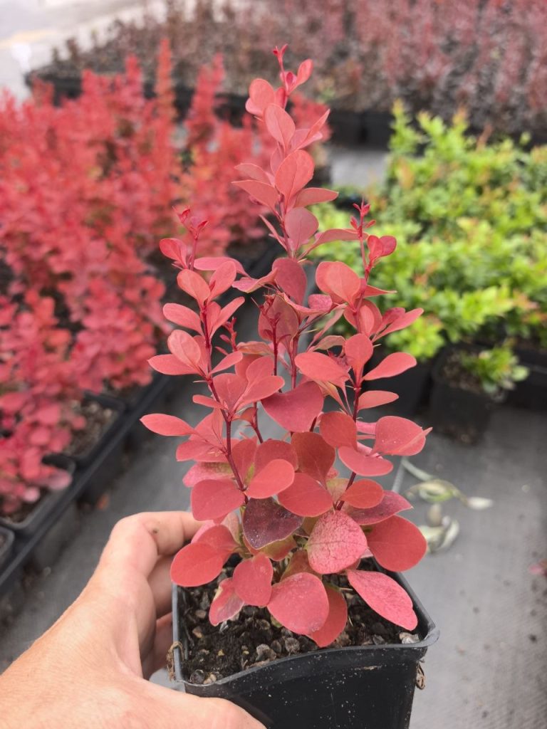 Барбарис Тунберга 'Венеция' – Berberis thunb. 'Venice'