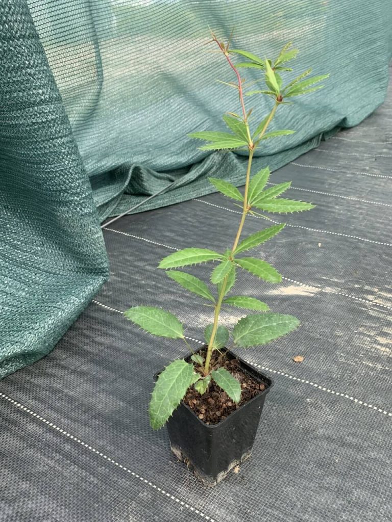 Барбарис Юлианы – Berberis Julianae