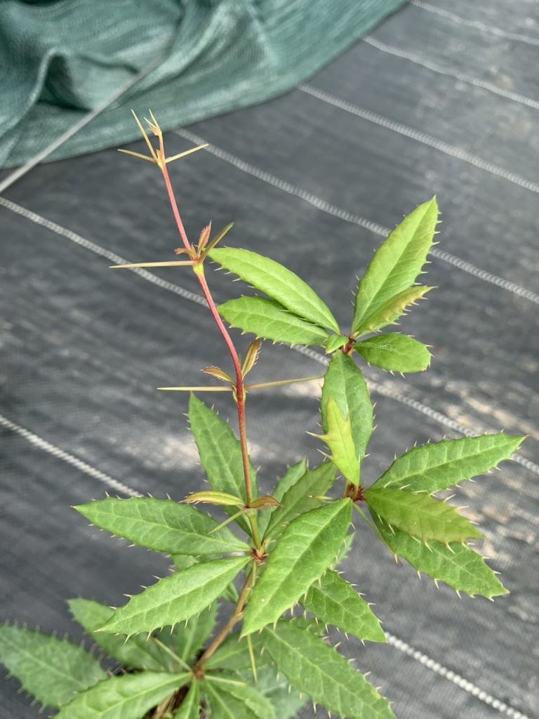 Барбарис Юлианы – Berberis Julianae