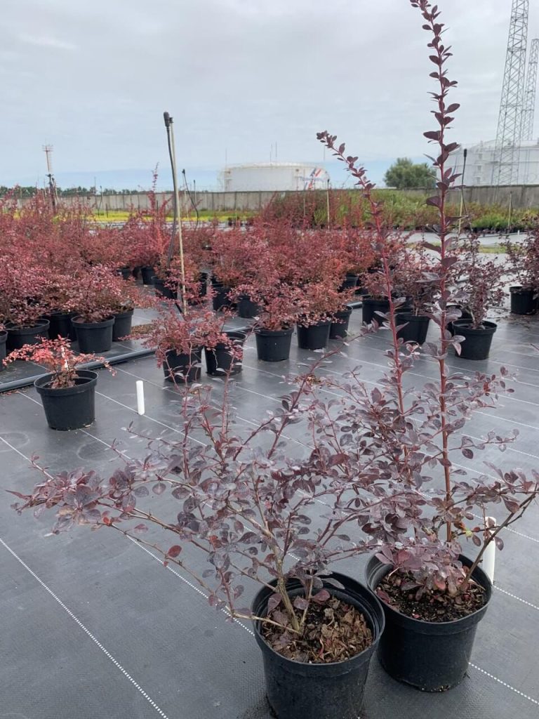 Барбарис оттавский 'Суперба' – Berberis ott. 'Superba'