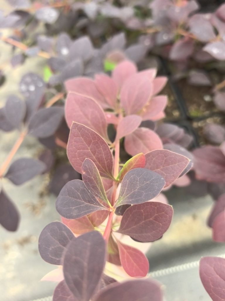 Барбарис оттавский 'Суперба' – Berberis ott. 'Superba'