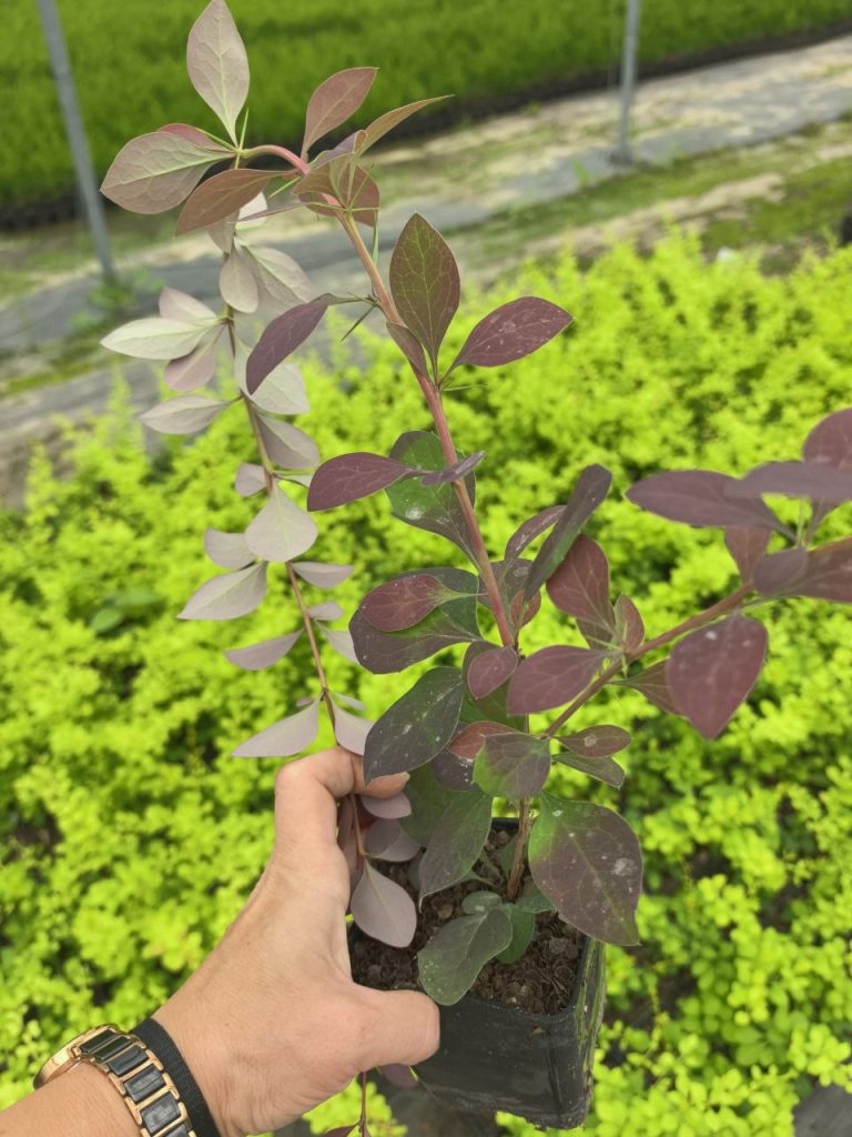 Барбарис оттавский 'Суперба' – Berberis ott. 'Superba'
