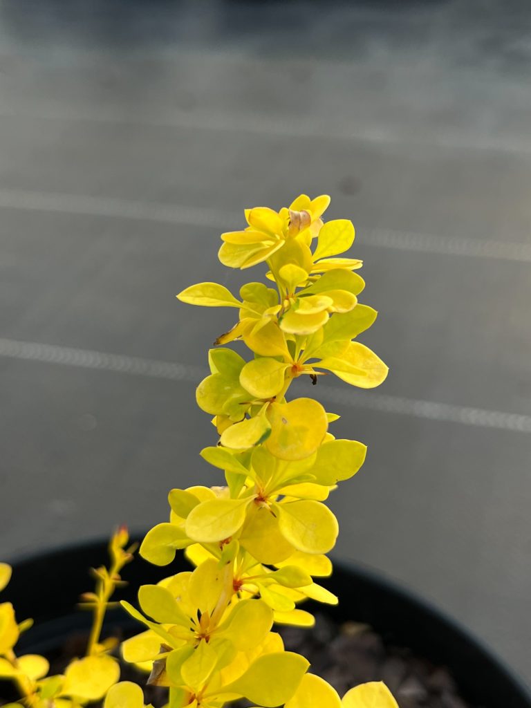 Барбарис Тунберга 'Ауреа' – Berberis thunbergii 'Aurea'