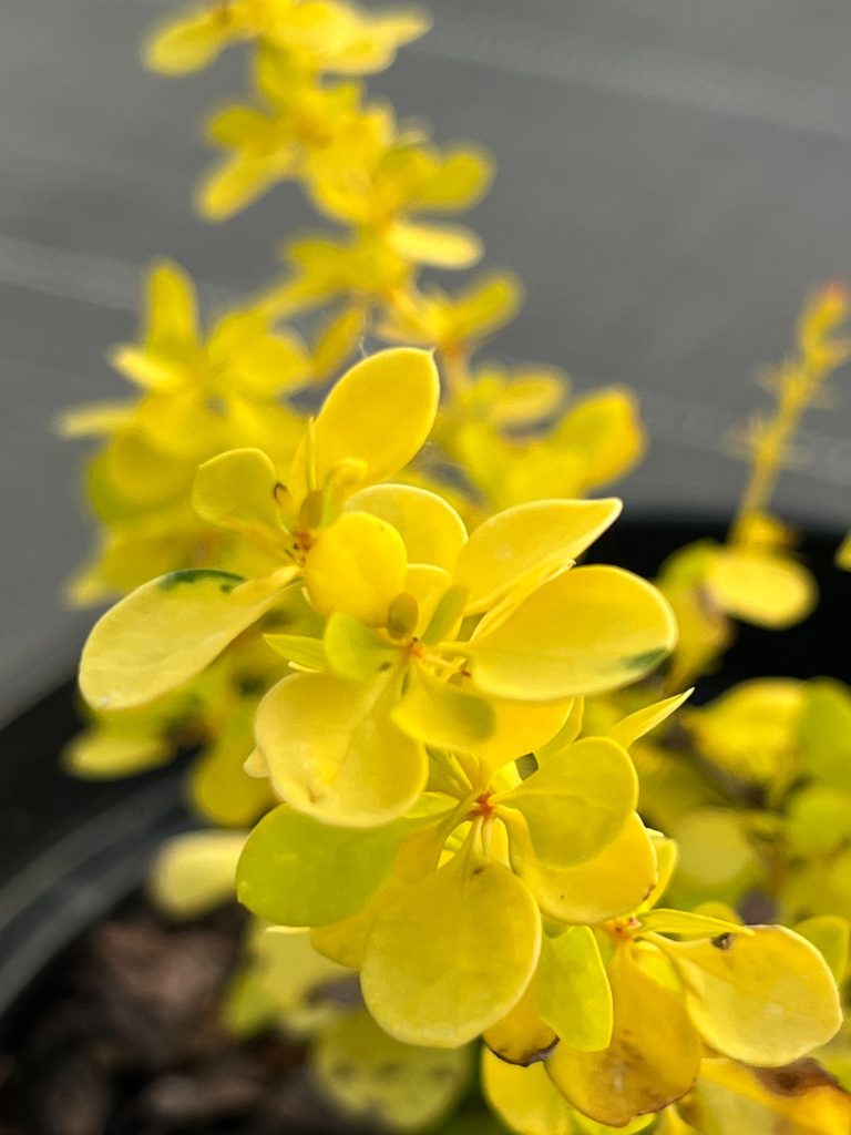 Барбарис Тунберга 'Ауреа' – Berberis thunbergii 'Aurea'