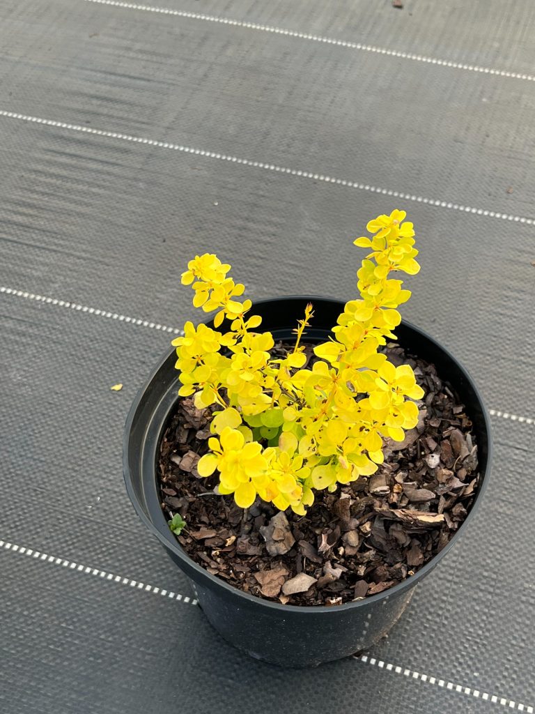 Барбарис Тунберга 'Ауреа' – Berberis thunbergii 'Aurea'